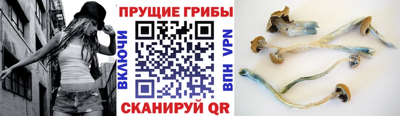 Псилоцибиновые грибы GOLDEN TEACHER  сколько стоит  Медвежьегорск 